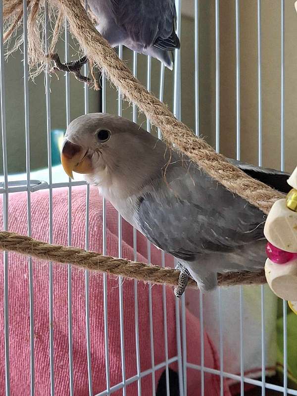 lovebird-for-sale