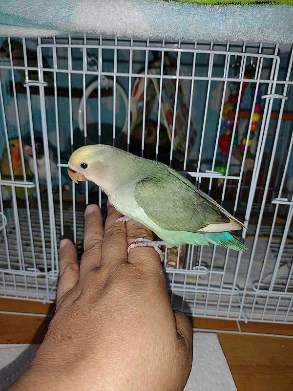 lovebird-for-sale