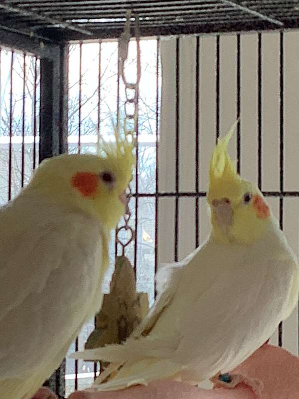 grey-yellow-bird-for-sale-in-shepherdsville-ky