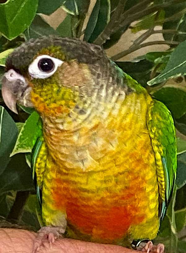 conure-for-sale