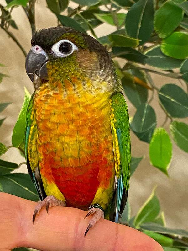 green-cheek-conure-for-sale