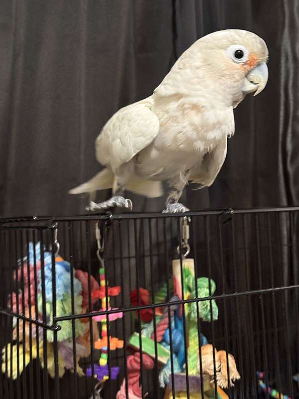 grey-cockatoo-goffin-cockatoo-for-sale