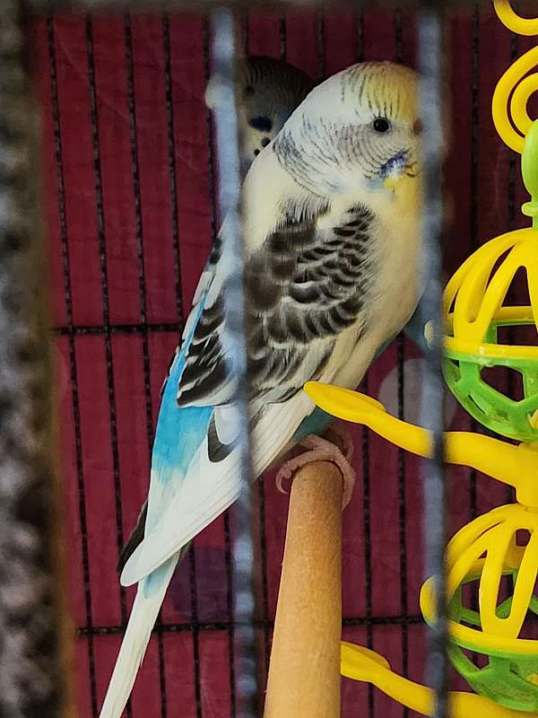 female-bird-for-sale-in-northport-al