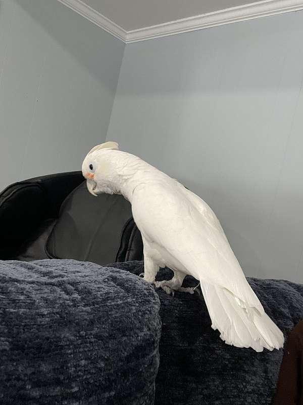 goffin-cockatoo-for-sale-in-fairfax-va