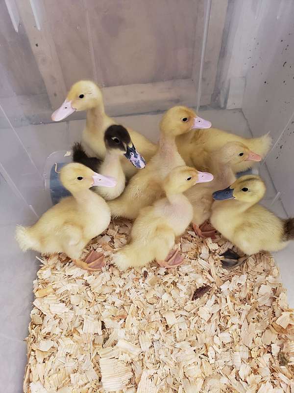 duck-bird-for-sale