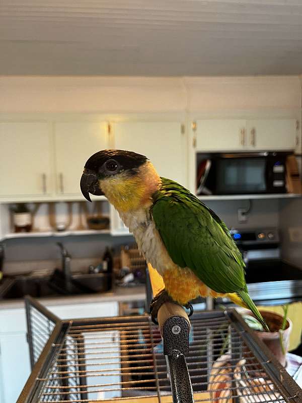 caique-for-sale