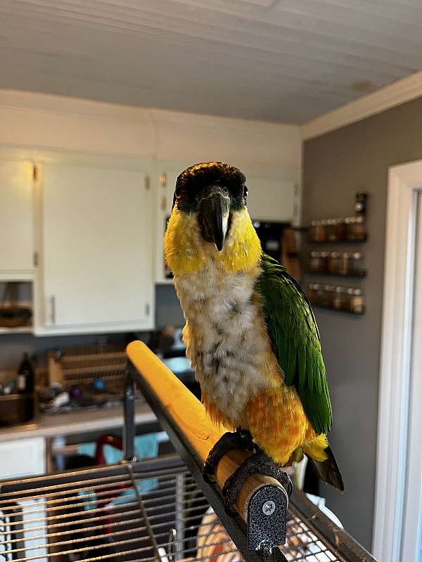 black-caique-for-sale