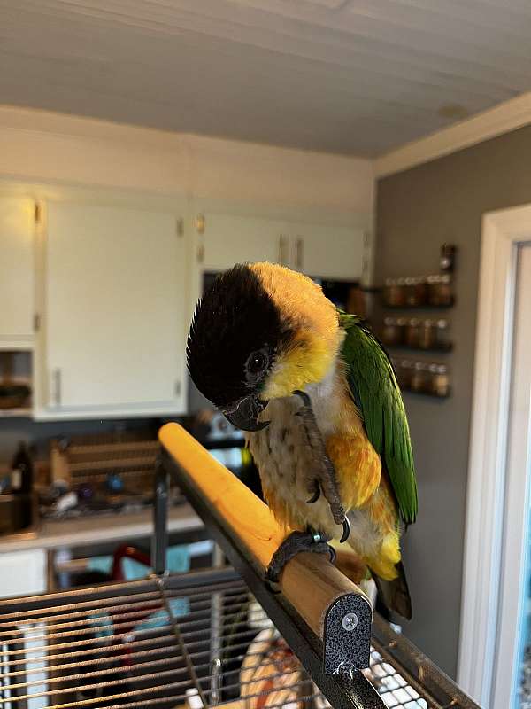 caique-for-sale-in-south-carolina