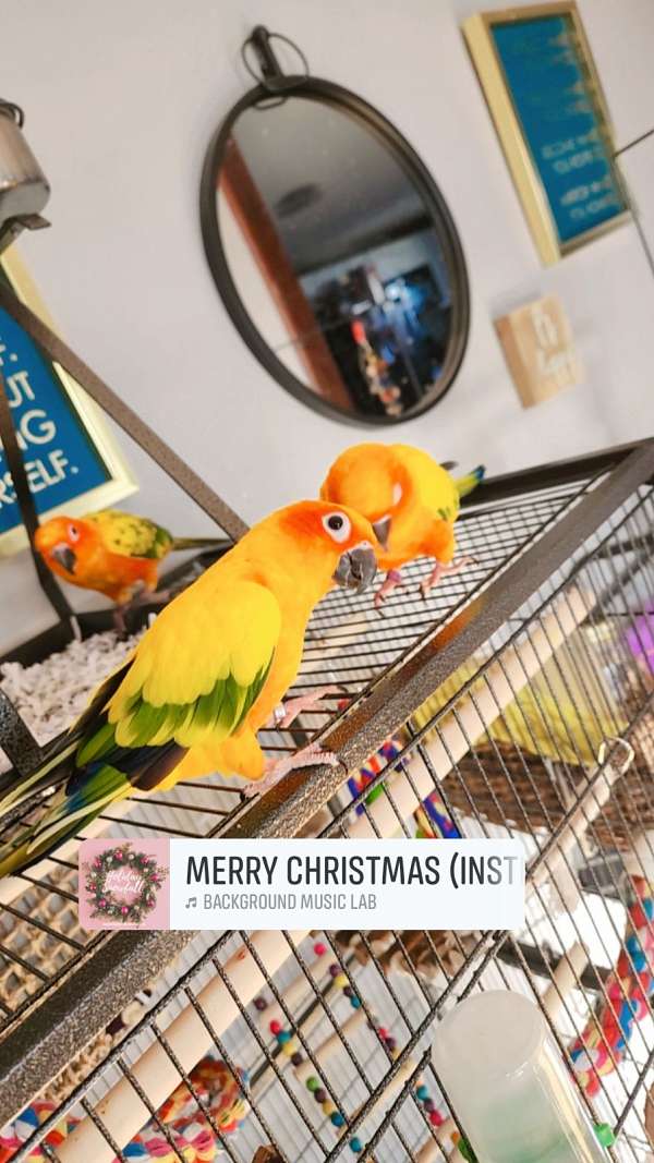 sun-conure-for-sale