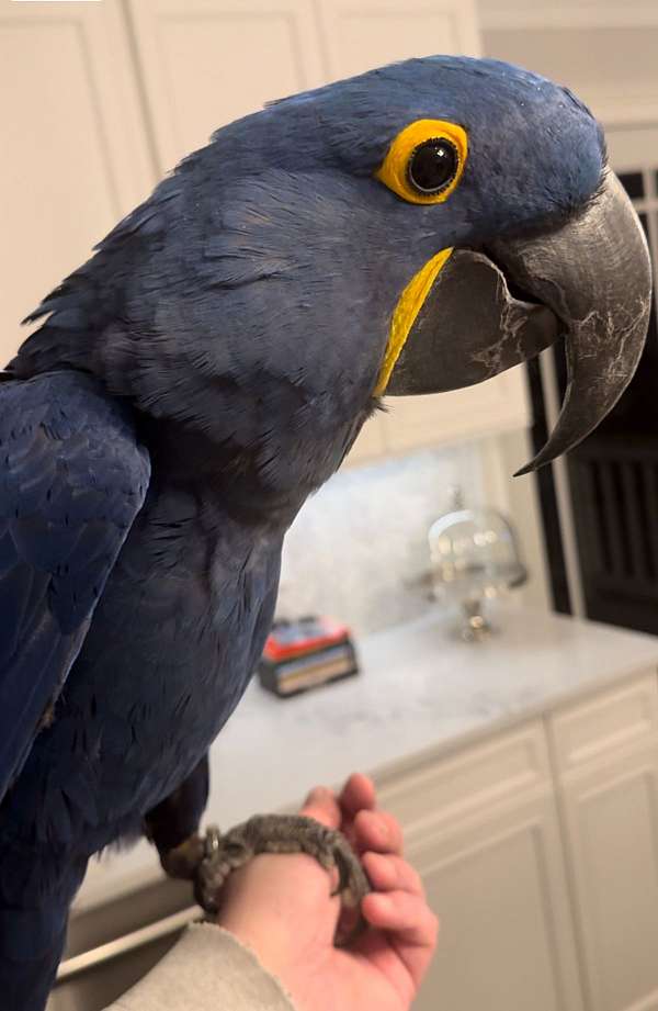 hyacinth-macaw-for-sale