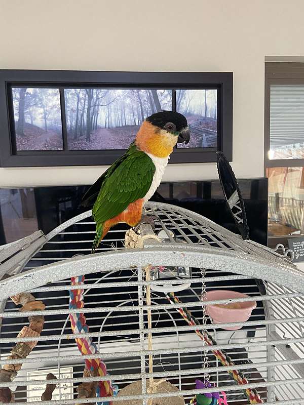 caique-for-sale