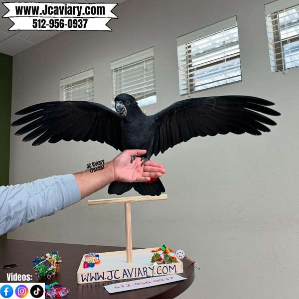 black-red-house-trained-bird-for-sale