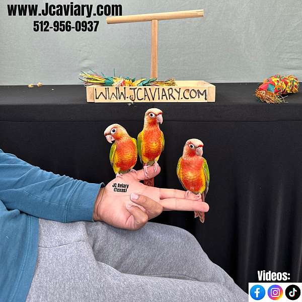 black-red-black-palm-cockatoo-for-sale