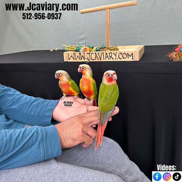 black-red-house-trained-bird-for-sale