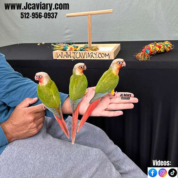 black-red-talking-bird-for-sale