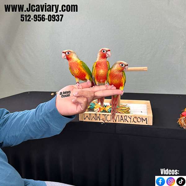 black-red-tame-bird-for-sale
