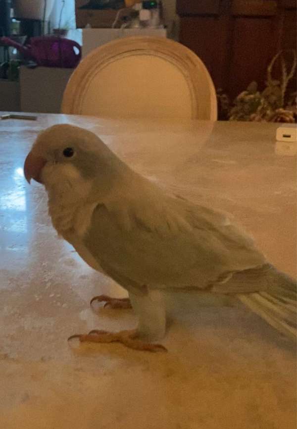 parakeet-for-sale