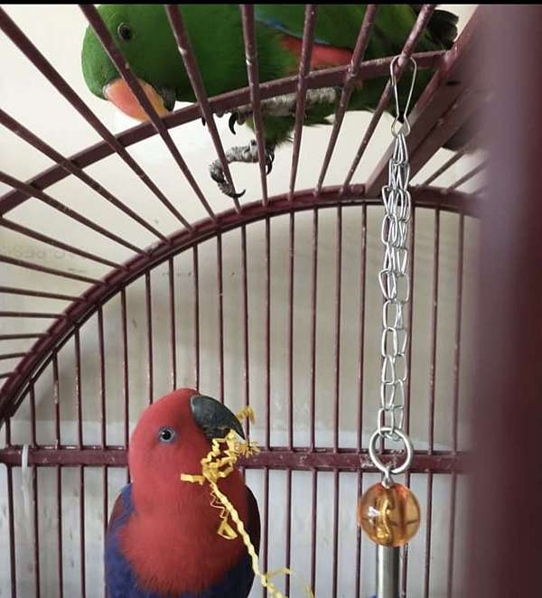 solomon-island-eclectus-parrots-for-sale