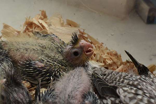 albino-cockatiel-for-sale