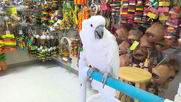 fancy-cockatoo-umbrella-cockatoo-for-sale