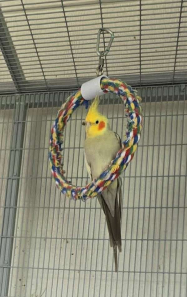 cockatiel-for-sale