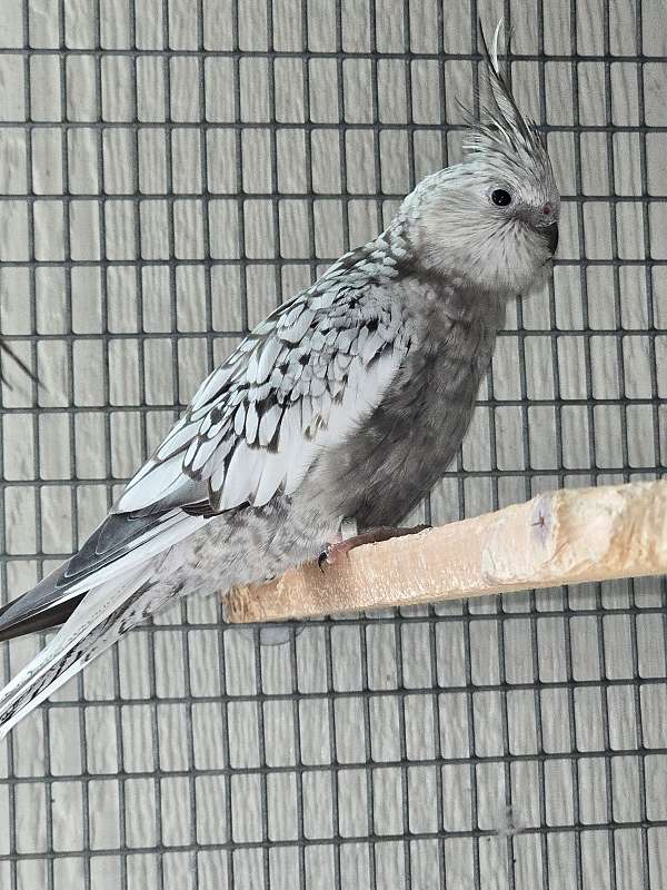 mixed-bird-for-sale