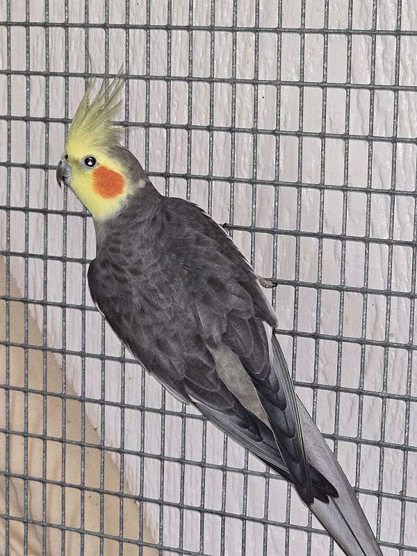 mixed-cockatiel-for-sale