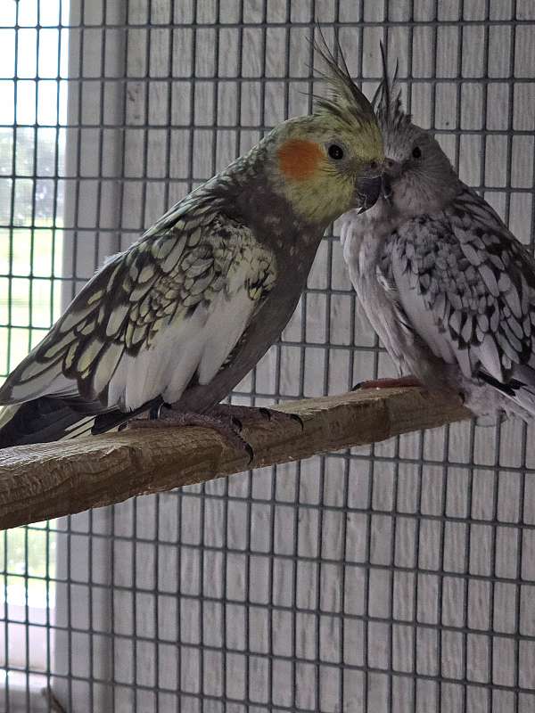 young-bird