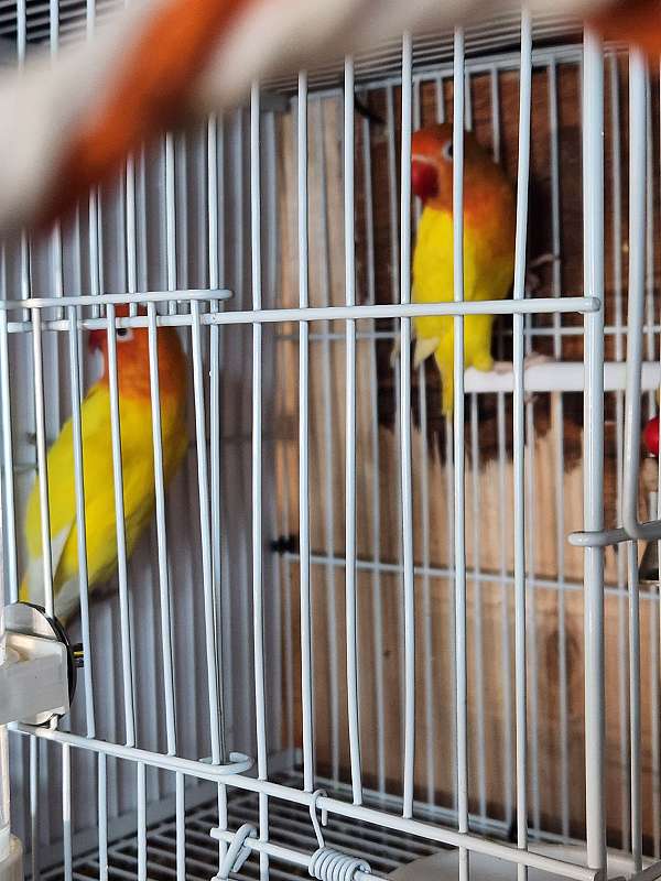 fischers-lovebird-for-sale