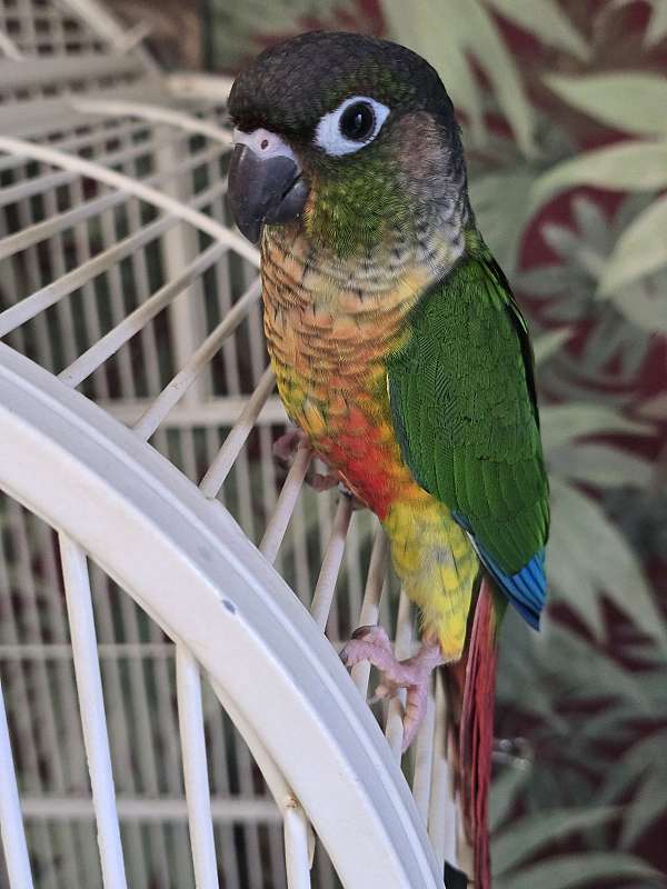 green-cheek-conure-for-sale