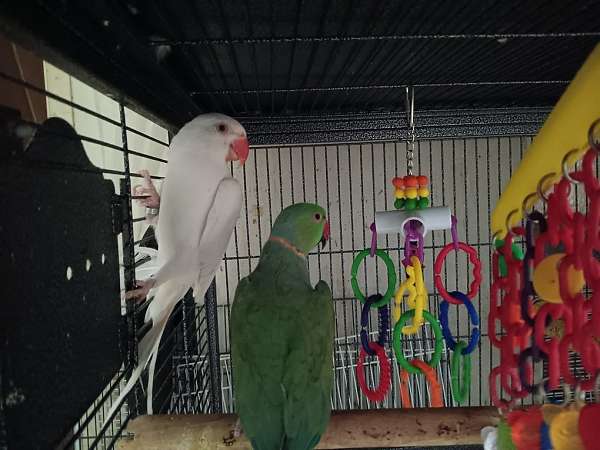 pied-white-parakeet-for-sale