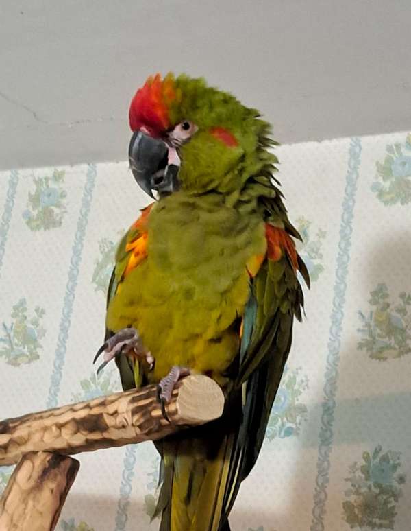 red-front-macaw-for-sale