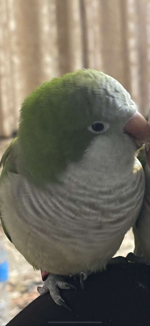 quaker-parrots-for-sale