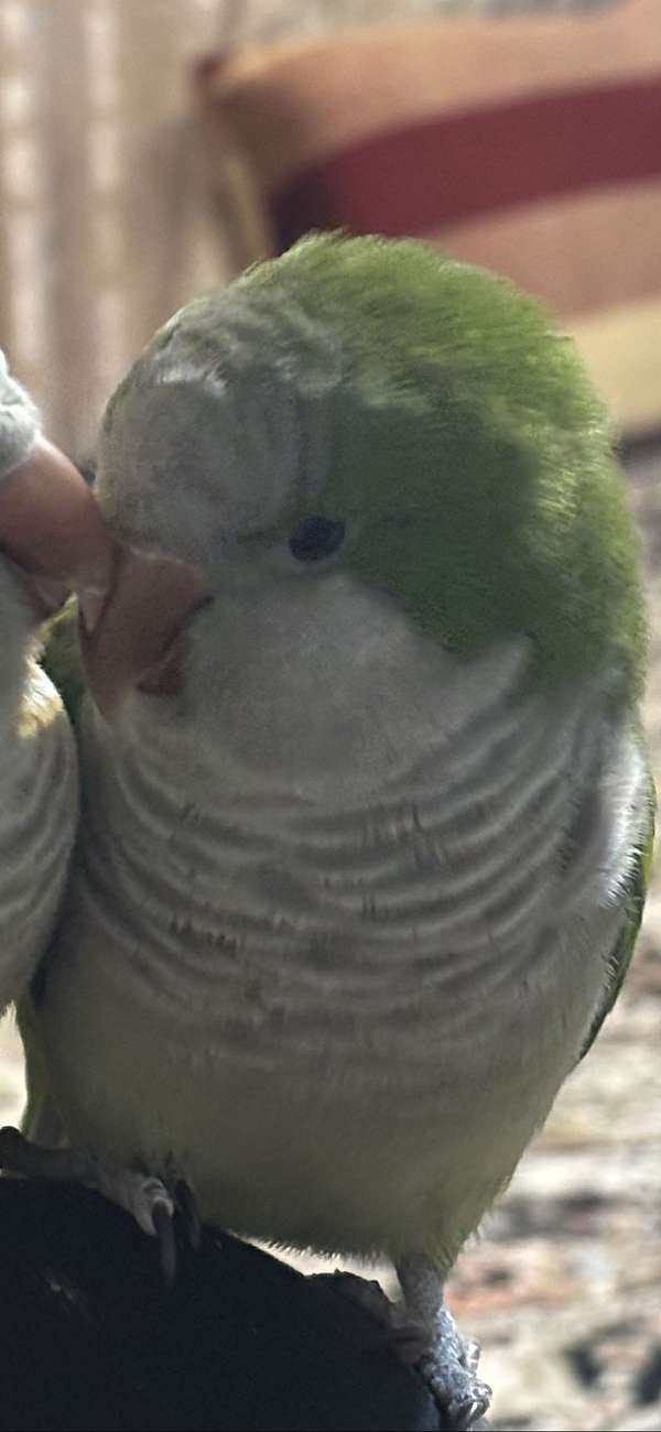 quaker-parrots-for-sale