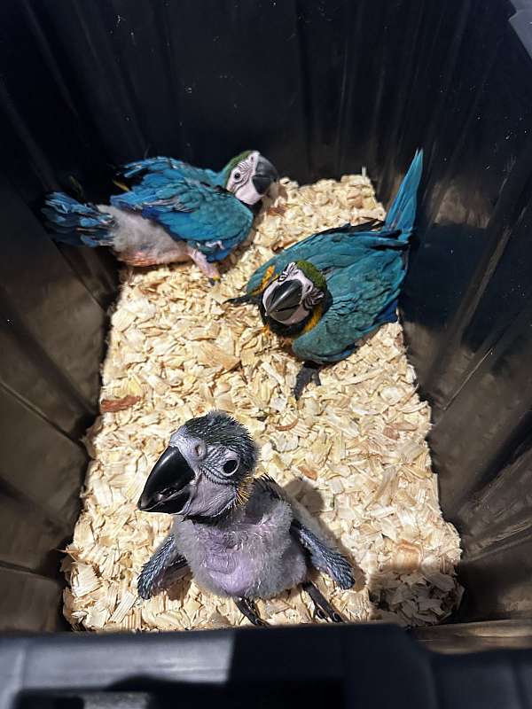 blue-gold-macaw-for-sale