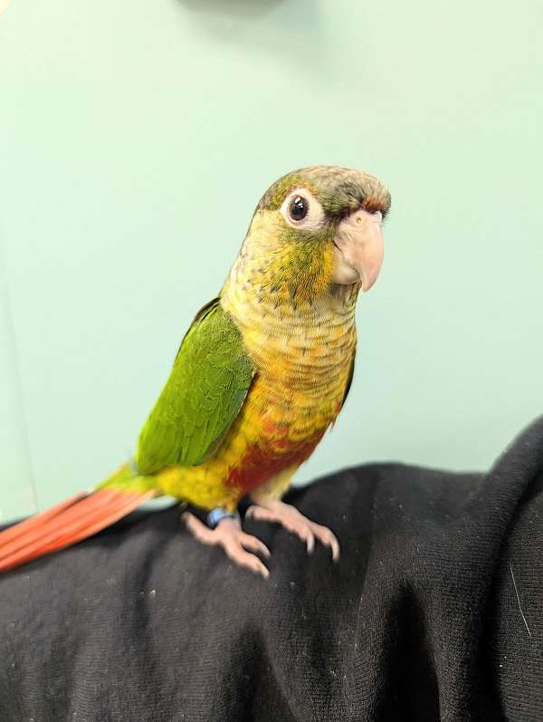 green-cheek-conure-for-sale