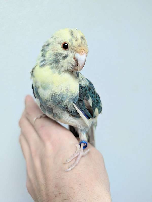 blue-pied-bird-for-sale-in-webster-ny