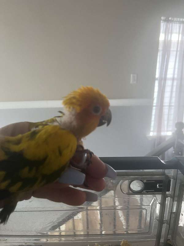 sun-conure-for-sale