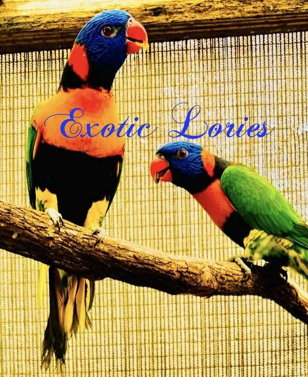 lory-for-sale