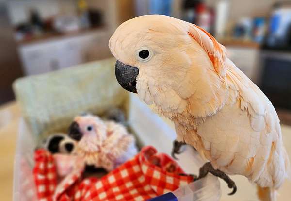 peach-cockatoo-for-sale