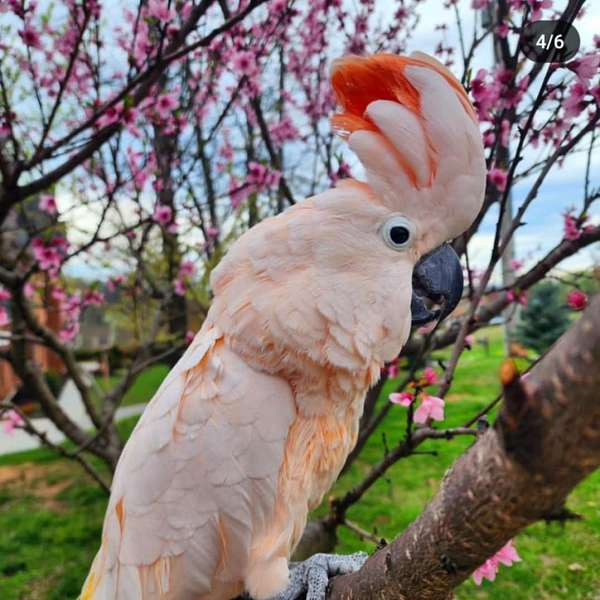 rose-cockatoo-for-sale