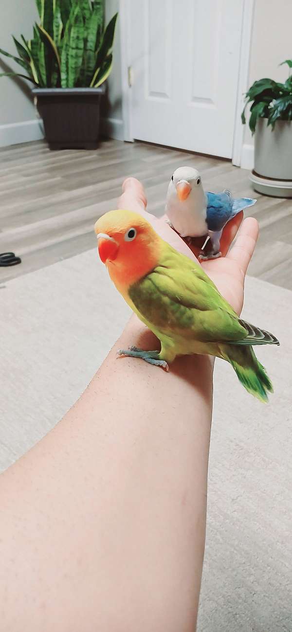 lovebird-for-sale