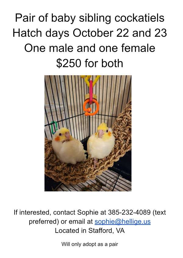 cockatiel-for-sale