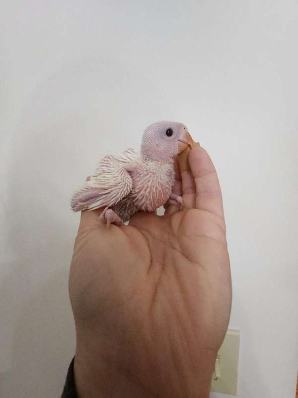 ringneck-parakeet-for-sale