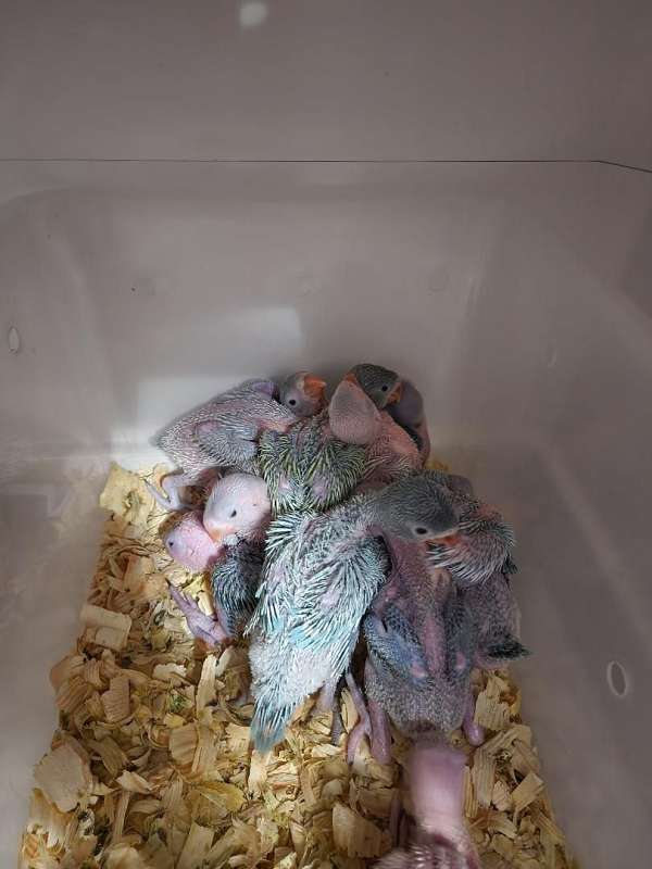 ringneck-parakeet-for-sale