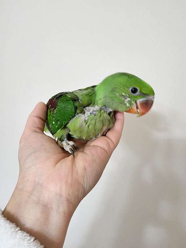 alexadrine-parakeet-for-sale-in-stroudsburg-pa