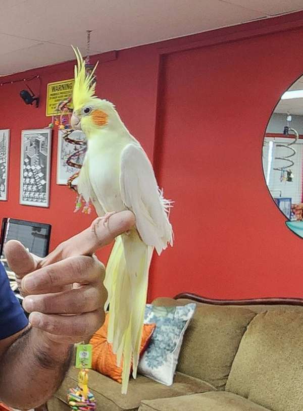 cockatiel-for-sale