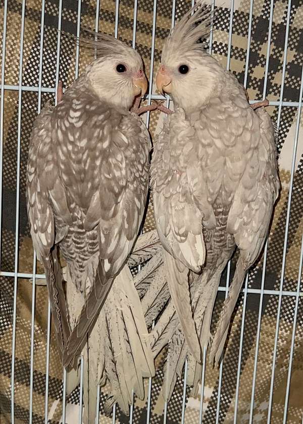 cockatiel-for-sale