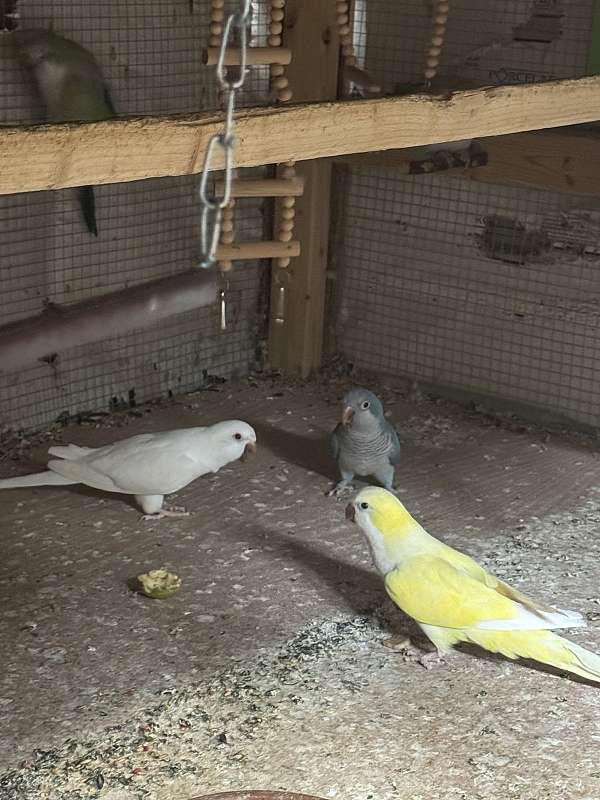 quaker-parrots-for-sale-in-archdale-nc