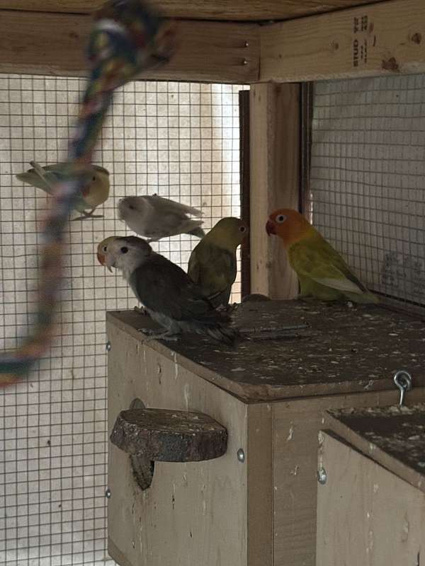 lovebird-for-sale-in-archdale-nc